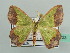  (Luashia zonata - BC ZSM Lep 42723)  @11 [ ] CreativeCommons - Attribution Non-Commercial Share-Alike (2010) Axel Hausmann/Bavarian State Collection of Zoology (ZSM) SNSB, Zoologische Staatssammlung Muenchen