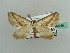 (Perizoma lamprammodes - BC ZSM Lep 42766)  @11 [ ] CreativeCommons - Attribution Non-Commercial Share-Alike (2010) Axel Hausmann/Bavarian State Collection of Zoology (ZSM) SNSB, Zoologische Staatssammlung Muenchen