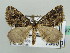  ( - BC ZSM Lep 42785)  @11 [ ] CreativeCommons - Attribution Non-Commercial Share-Alike (2010) Axel Hausmann/Bavarian State Collection of Zoology (ZSM) SNSB, Zoologische Staatssammlung Muenchen