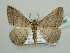  (Cabera neodora - BC ZSM Lep 42886)  @14 [ ] CreativeCommons - Attribution Non-Commercial Share-Alike (2010) Axel Hausmann/Bavarian State Collection of Zoology (ZSM) SNSB, Zoologische Staatssammlung Muenchen