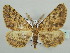  (Biclavigera HS05SA - BC ZSM Lep 42892)  @11 [ ] CreativeCommons - Attribution Non-Commercial Share-Alike (2010) Axel Hausmann/Bavarian State Collection of Zoology (ZSM) SNSB, Zoologische Staatssammlung Muenchen