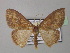  (Epicosymbia - BC ZSM Lep 43068)  @14 [ ] CreativeCommons - Attribution Non-Commercial Share-Alike (2010) Axel Hausmann/Bavarian State Collection of Zoology (ZSM) SNSB, Zoologische Staatssammlung Muenchen