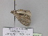  ( - BC ZSM Lep 29988)  @12 [ ] CreativeCommons - Attribution Non-Commercial Share-Alike (2010) Axel Hausmann/Bavarian State Collection of Zoology (ZSM) SNSB, Zoologische Staatssammlung Muenchen