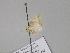  (Idaea AH01Ch - BC ZSM Lep 30033)  @13 [ ] CreativeCommons - Attribution Non-Commercial Share-Alike (2010) Axel Hausmann/Bavarian State Collection of Zoology (ZSM) SNSB, Zoologische Staatssammlung Muenchen