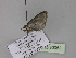  ( - BC ZSM Lep 30052)  @12 [ ] CreativeCommons - Attribution Non-Commercial Share-Alike (2010) Axel Hausmann/Bavarian State Collection of Zoology (ZSM) SNSB, Zoologische Staatssammlung Muenchen