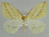  (Sirinopteryx nepalensis - BC ZSM Lep 38243)  @14 [ ] CreativeCommons - Attribution Non-Commercial Share-Alike (2010) Axel Hausmann/Bavarian State Collection of Zoology (ZSM) SNSB, Zoologische Staatssammlung Muenchen