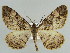  (Alcis perspicuata - BC ZSM Lep 38248)  @14 [ ] CreativeCommons - Attribution Non-Commercial Share-Alike (2010) Axel Hausmann/Bavarian State Collection of Zoology (ZSM) SNSB, Zoologische Staatssammlung Muenchen