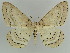  (Metabraxas tincta - BC ZSM Lep 38303)  @11 [ ] CreativeCommons - Attribution Non-Commercial Share-Alike (2010) Axel Hausmann/Bavarian State Collection of Zoology (ZSM) SNSB, Zoologische Staatssammlung Muenchen