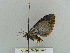  ( - BC ZSM Lep 38998)  @12 [ ] CreativeCommons - Attribution Non-Commercial Share-Alike (2010) Axel Hausmann/Bavarian State Collection of Zoology (ZSM) SNSB, Zoologische Staatssammlung Muenchen