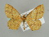  ( - BC ZSM Lep 39870)  @13 [ ] CreativeCommons - Attribution Non-Commercial Share-Alike (2010) Axel Hausmann/Bavarian State Collection of Zoology (ZSM) SNSB, Zoologische Staatssammlung Muenchen