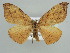  (Hypochrosis hyadariaAH01Bu - BC ZSM Lep 39871)  @14 [ ] CreativeCommons - Attribution Non-Commercial Share-Alike (2010) Axel Hausmann/Bavarian State Collection of Zoology (ZSM) SNSB, Zoologische Staatssammlung Muenchen