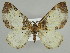  ( - BC ZSM Lep 39877)  @14 [ ] CreativeCommons - Attribution Non-Commercial Share-Alike (2010) Axel Hausmann/Bavarian State Collection of Zoology (ZSM) SNSB, Zoologische Staatssammlung Muenchen