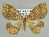  ( - BC ZSM Lep 39880)  @11 [ ] CreativeCommons - Attribution Non-Commercial Share-Alike (2010) Axel Hausmann/Bavarian State Collection of Zoology (ZSM) SNSB, Zoologische Staatssammlung Muenchen