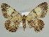  (Psilalcis pallidaria - BC ZSM Lep 39941)  @14 [ ] CreativeCommons - Attribution Non-Commercial Share-Alike (2010) Axel Hausmann/Bavarian State Collection of Zoology (ZSM) SNSB, Zoologische Staatssammlung Muenchen