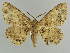  (Darisa - BC ZSM Lep 39943)  @15 [ ] CreativeCommons - Attribution Non-Commercial Share-Alike (2010) Axel Hausmann/Bavarian State Collection of Zoology (ZSM) SNSB, Zoologische Staatssammlung Muenchen