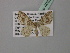  ( - BC ZSM Lep 40820)  @13 [ ] CreativeCommons - Attribution Non-Commercial Share-Alike (2010) Axel Hausmann/Bavarian State Collection of Zoology (ZSM) SNSB, Zoologische Staatssammlung Muenchen