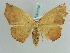  (Epigynopteryx AH02Md - BC ZSM Lep 41039)  @14 [ ] CreativeCommons - Attribution Non-Commercial Share-Alike (2010) Axel Hausmann/Bavarian State Collection of Zoology (ZSM) SNSB, Zoologische Staatssammlung Muenchen