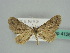  (Idaea AH01Ke - BC ZSM Lep 41263)  @13 [ ] CreativeCommons - Attribution Non-Commercial Share-Alike (2010) Axel Hausmann/Bavarian State Collection of Zoology (ZSM) SNSB, Zoologische Staatssammlung Muenchen