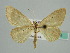  (Idaea admiranda - BC ZSM Lep 41281)  @13 [ ] CreativeCommons - Attribution Non-Commercial Share-Alike (2010) Axel Hausmann/Bavarian State Collection of Zoology (ZSM) SNSB, Zoologische Staatssammlung Muenchen