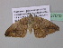  (Milocera AH05Ca - BC ZSM Lep 37010)  @13 [ ] CreativeCommons - Attribution Non-Commercial Share-Alike (2010) Axel Hausmann/Bavarian State Collection of Zoology (ZSM) SNSB, Zoologische Staatssammlung Muenchen
