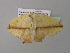  (Epigynopteryx ansorgeiAH01CaGh - BC ZSM Lep 37067)  @13 [ ] CreativeCommons - Attribution Non-Commercial Share-Alike (2010) Axel Hausmann/Bavarian State Collection of Zoology (ZSM) SNSB, Zoologische Staatssammlung Muenchen