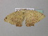  (Epigynopteryx ansorgeiAH02CaGh - BC ZSM Lep 37072)  @13 [ ] CreativeCommons - Attribution Non-Commercial Share-Alike (2010) Axel Hausmann/Bavarian State Collection of Zoology (ZSM) SNSB, Zoologische Staatssammlung Muenchen