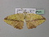  (Epigynopteryx ansorgeiAH03CaGh - BC ZSM Lep 37079)  @13 [ ] CreativeCommons - Attribution Non-Commercial Share-Alike (2010) Axel Hausmann/Bavarian State Collection of Zoology (ZSM) SNSB, Zoologische Staatssammlung Muenchen