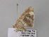  ( - BC ZSM Lep 37092)  @12 [ ] CreativeCommons - Attribution Non-Commercial Share-Alike (2010) Axel Hausmann/Bavarian State Collection of Zoology (ZSM) SNSB, Zoologische Staatssammlung Muenchen