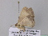  ( - BC ZSM Lep 37106)  @13 [ ] CreativeCommons - Attribution Non-Commercial Share-Alike (2010) Axel Hausmann/Bavarian State Collection of Zoology (ZSM) SNSB, Zoologische Staatssammlung Muenchen