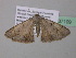  ( - BC ZSM Lep 37109)  @14 [ ] CreativeCommons - Attribution Non-Commercial Share-Alike (2010) Axel Hausmann/Bavarian State Collection of Zoology (ZSM) SNSB, Zoologische Staatssammlung Muenchen