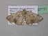  ( - BC ZSM Lep 37111)  @13 [ ] CreativeCommons - Attribution Non-Commercial Share-Alike (2010) Axel Hausmann/Bavarian State Collection of Zoology (ZSM) SNSB, Zoologische Staatssammlung Muenchen