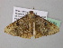  ( - BC ZSM Lep 37162)  @13 [ ] CreativeCommons - Attribution Non-Commercial Share-Alike (2010) Axel Hausmann/Bavarian State Collection of Zoology (ZSM) SNSB, Zoologische Staatssammlung Muenchen