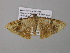 ( - BC ZSM Lep 37163)  @14 [ ] CreativeCommons - Attribution Non-Commercial Share-Alike (2010) Axel Hausmann/Bavarian State Collection of Zoology (ZSM) SNSB, Zoologische Staatssammlung Muenchen