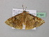  (Metallospora catoriAH05Ca - BC ZSM Lep 37164)  @14 [ ] CreativeCommons - Attribution Non-Commercial Share-Alike (2010) Axel Hausmann/Bavarian State Collection of Zoology (ZSM) SNSB, Zoologische Staatssammlung Muenchen