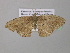  ( - BC ZSM Lep 37171)  @13 [ ] CreativeCommons - Attribution Non-Commercial Share-Alike (2010) Axel Hausmann/Bavarian State Collection of Zoology (ZSM) SNSB, Zoologische Staatssammlung Muenchen