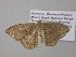  ( - BC ZSM Lep 37172)  @13 [ ] CreativeCommons - Attribution Non-Commercial Share-Alike (2010) Axel Hausmann/Bavarian State Collection of Zoology (ZSM) SNSB, Zoologische Staatssammlung Muenchen