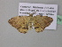  (Platypepla AH02Ca - BC ZSM Lep 37179)  @13 [ ] CreativeCommons - Attribution Non-Commercial Share-Alike (2010) Axel Hausmann/Bavarian State Collection of Zoology (ZSM) SNSB, Zoologische Staatssammlung Muenchen