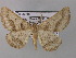  (Aphilopota calaria - BC ZSM Lep 44515)  @11 [ ] CreativeCommons - Attribution Non-Commercial Share-Alike (2010) Axel Hausmann/Bavarian State Collection of Zoology (ZSM) SNSB, Zoologische Staatssammlung Muenchen