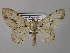  ( - BC ZSM Lep 44542)  @11 [ ] CreativeCommons - Attribution Non-Commercial Share-Alike (2010) Axel Hausmann/Bavarian State Collection of Zoology (ZSM) SNSB, Zoologische Staatssammlung Muenchen