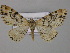  ( - BC ZSM Lep 44551)  @11 [ ] CreativeCommons - Attribution Non-Commercial Share-Alike (2010) Axel Hausmann/Bavarian State Collection of Zoology (ZSM) SNSB, Zoologische Staatssammlung Muenchen