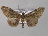  (Colocleora BOLD:ACE5503 - BC ZSM Lep 44555)  @14 [ ] CreativeCommons - Attribution Non-Commercial Share-Alike (2010) Axel Hausmann/Bavarian State Collection of Zoology (ZSM) SNSB, Zoologische Staatssammlung Muenchen