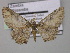  ( - BC ZSM Lep 44572)  @11 [ ] CreativeCommons - Attribution Non-Commercial Share-Alike (2010) Axel Hausmann/Bavarian State Collection of Zoology (ZSM) SNSB, Zoologische Staatssammlung Muenchen