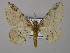  ( - BC ZSM Lep 44580)  @11 [ ] CreativeCommons - Attribution Non-Commercial Share-Alike (2010) Axel Hausmann/Bavarian State Collection of Zoology (ZSM) SNSB, Zoologische Staatssammlung Muenchen