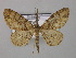  ( - BC ZSM Lep 44603)  @11 [ ] CreativeCommons - Attribution Non-Commercial Share-Alike (2010) Axel Hausmann/Bavarian State Collection of Zoology (ZSM) SNSB, Zoologische Staatssammlung Muenchen