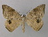  (Oxydia AH01Pa - BC ZSM Lep 46911)  @11 [ ] CreativeCommons - Attribution Non-Commercial Share-Alike (2010) Axel Hausmann/Bavarian State Collection of Zoology (ZSM) SNSB, Zoologische Staatssammlung Muenchen