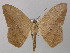  (Prochoerodes striataAH02PePr - BC ZSM Lep 46916)  @15 [ ] CreativeCommons - Attribution Non-Commercial Share-Alike (2010) Axel Hausmann/Bavarian State Collection of Zoology (ZSM) SNSB, Zoologische Staatssammlung Muenchen