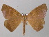  (Microgonia perfulvataAH01Pa - BC ZSM Lep 46918)  @13 [ ] CreativeCommons - Attribution Non-Commercial Share-Alike (2010) Axel Hausmann/Bavarian State Collection of Zoology (ZSM) SNSB, Zoologische Staatssammlung Muenchen