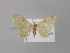  (Idaea AH01Kz - BC ZSM Lep 46940)  @11 [ ] CreativeCommons - Attribution Non-Commercial Share-Alike (2010) Axel Hausmann/Bavarian State Collection of Zoology (ZSM) SNSB, Zoologische Staatssammlung Muenchen