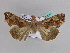 ( - BC ZSM Lep 33587)  @13 [ ] CreativeCommons - Attribution Non-Commercial Share-Alike (2010) Axel Hausmann/Bavarian State Collection of Zoology (ZSM) SNSB, Zoologische Staatssammlung Muenchen