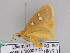  ( - BC ZSM Lep 33604)  @13 [ ] CreativeCommons - Attribution Non-Commercial Share-Alike (2010) Axel Hausmann/Bavarian State Collection of Zoology (ZSM) SNSB, Zoologische Staatssammlung Muenchen